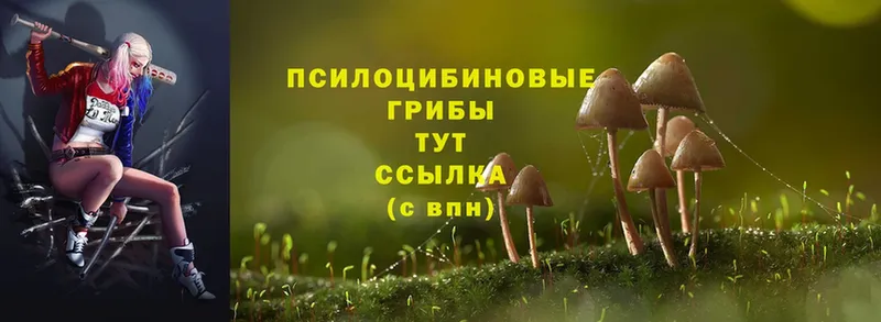 Псилоцибиновые грибы Psilocybe  Дмитровск 